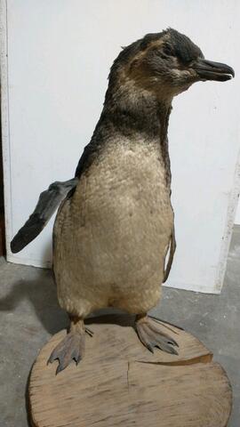 Pingüino de magallanes