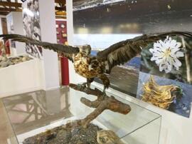 Águila Mora