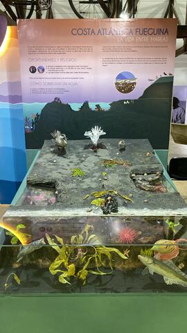 Diorama Intermareal