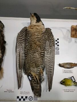 Halcón Peregrino