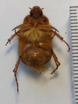 Escarabajo