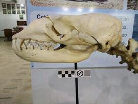 Esqueleto de Foca Leopardo