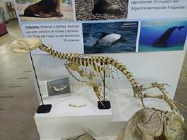 Esqueleto de Foca Leopardo