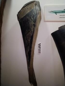 Barbas de ballena Sei