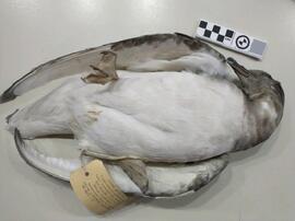 Petrel Antártico